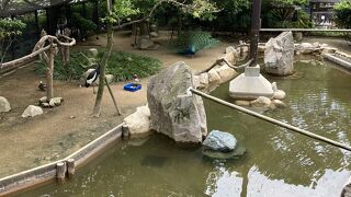 動物たちが居心地良さそうにごろごろとしていました見ごたえありです。