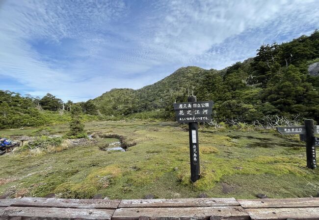 山中に広がる高層湿原