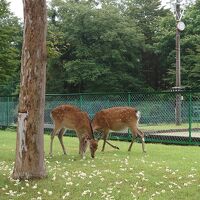 テニスコートに鹿