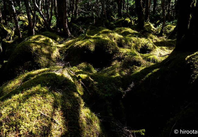 「もののけの森」はジブリの世界