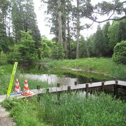 湧水池を囲む自然保護地です。