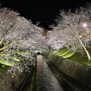 桜の季節は昼も夜も絶景