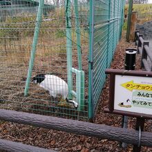 タンチョウクイズ