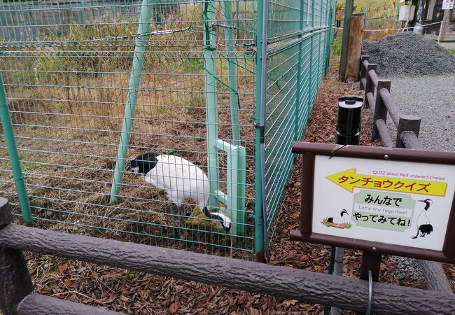 タンチョウクイズ