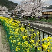 桜の名所です