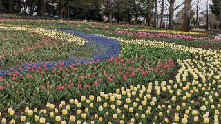 チューリップ祭り