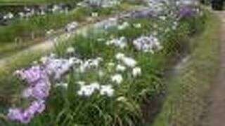 菖蒲園が広がる