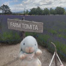 この看板前は時間によっては並んで写真を撮っていますね