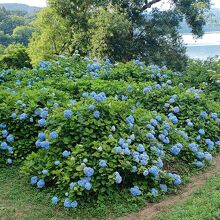 余呉湖あじさい園