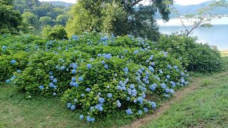 余呉湖あじさい園