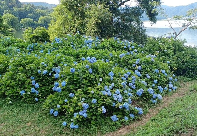 余呉湖あじさい園