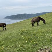 野生馬で有名