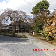 春が楽しみな枝垂れ桜