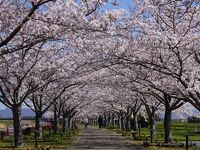 おの桜づつみ回廊