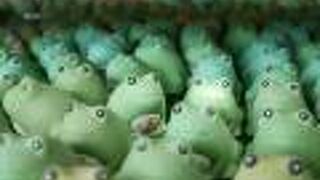 かえるがいっぱい。