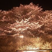 桜の時期はライトアップ