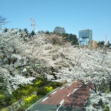 ミッドタウン ブロッサム