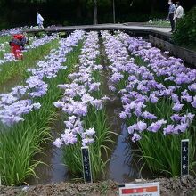 横須賀しょうぶ園　花しょうぶまつり