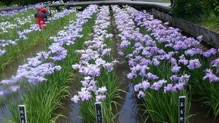 横須賀しょうぶ園　花しょうぶまつり