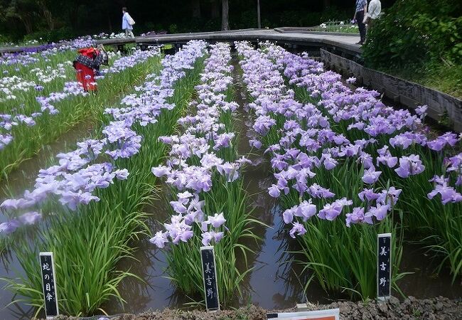 横須賀しょうぶ園　花しょうぶまつり