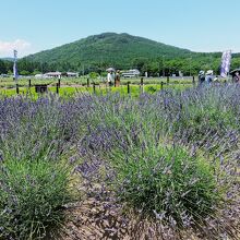 千年の苑ラベンダー園