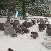 野生の猿がいっぱい
