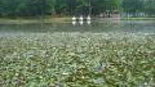 園内の池が蓮に覆われていてビックリしました