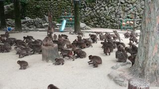 野生の猿がいっぱい