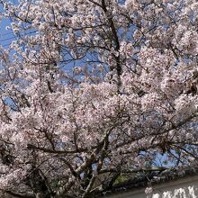 山門入口の桜もみごとでした。