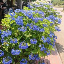 紫陽花がキレイでした