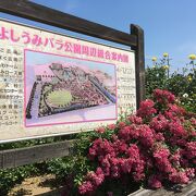 サイクリングの休憩で「よしうみバラ公園」にも寄りました