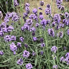 早稲のラベンダー