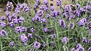 早稲のラベンダー咲いてます