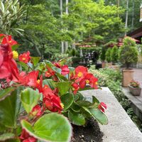 エントランスのベゴニアが綺麗でした。