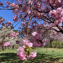 珍しい桜もたくさん