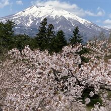 津軽富士をバックに咲き誇る桜