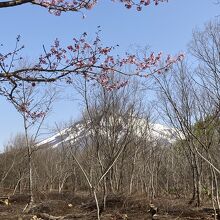 あたりは山桜が満開