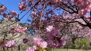 いろんな種類の桜が