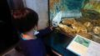 サーモンやイトウなどオホーツクの魚たちの展示