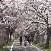 桜並木をサイクリング