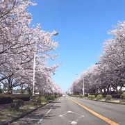 1.7キロの桜並木