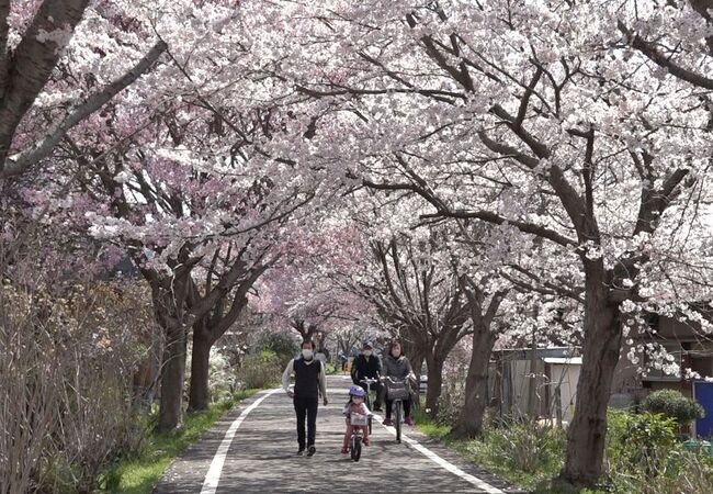 桜並木をサイクリング