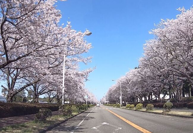 1.7キロの桜並木