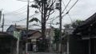 谷中にヒマラヤ杉！