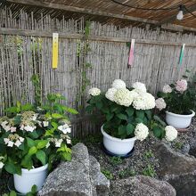 本当に品種改良された種類が多いです。