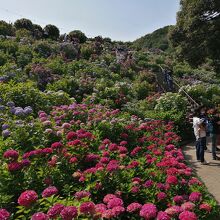公園内は咲き乱れています。