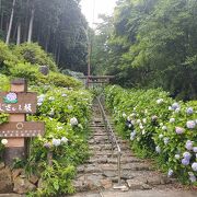 しっとりと紫陽花