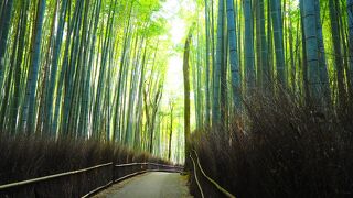 嵐山の朝は、やっぱり竹林散歩でしょ！