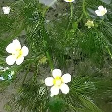 入り口の水槽で梅花藻の花が綺麗に咲く