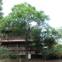 水戸光圀・黄門さまの御手植えの大きなモミジ